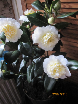 Camellia japonica Brushfield Yellow2